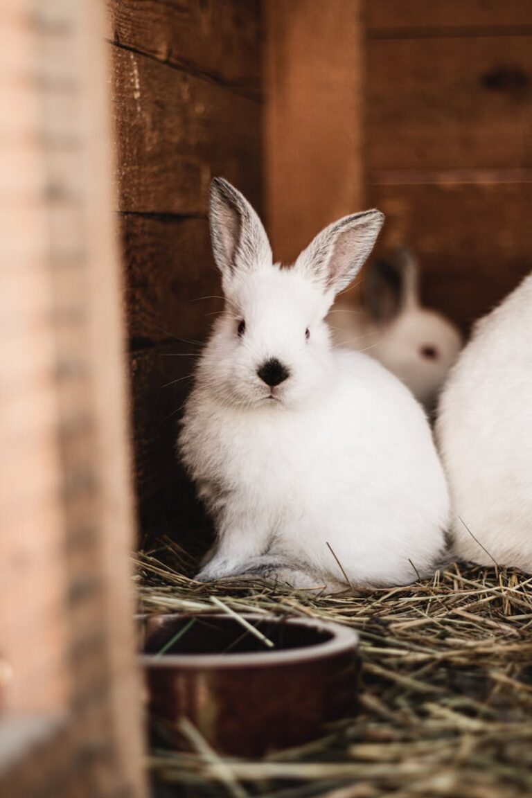Charming white bunny in a wooden hutch, surrounded by hay and straw, perfect for pet lovers.