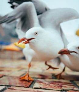 A lively seagull snatches a french fry on a Melbourne pavement, captured in a dynamic close-up shot.