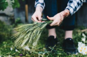 Close-up of hands harvesting green wheat in a summer field, depicting organic farming practices.