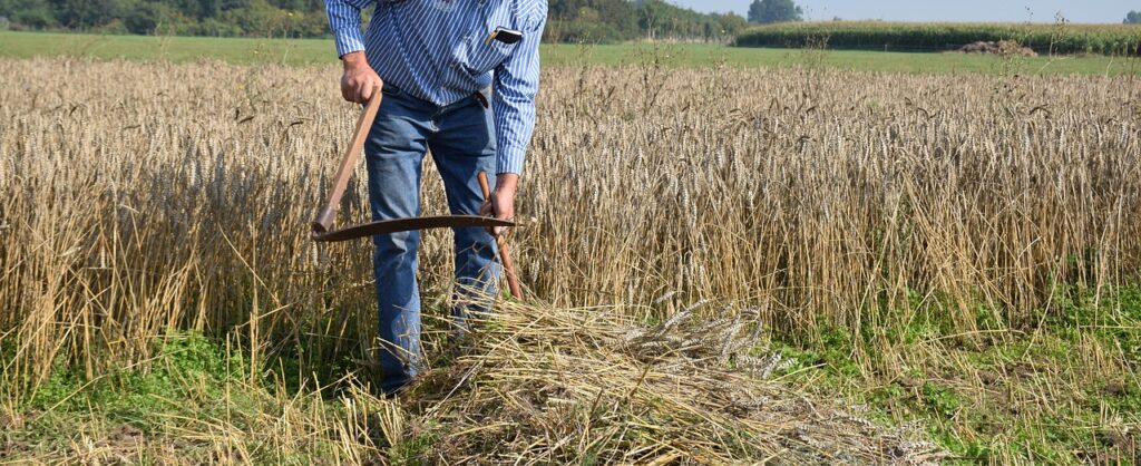 agriculture, to harvest, farmer, scythe, corn, harvest, nature, food, summer, countryside, farm, field, vegetable, grains, crop, wheat, agricultural land, grow, season, grain