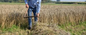 agriculture, to harvest, farmer, scythe, corn, harvest, nature, food, summer, countryside, farm, field, vegetable, grains, crop, wheat, agricultural land, grow, season, grain