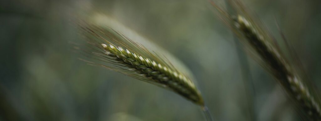 green wheat in close up photography