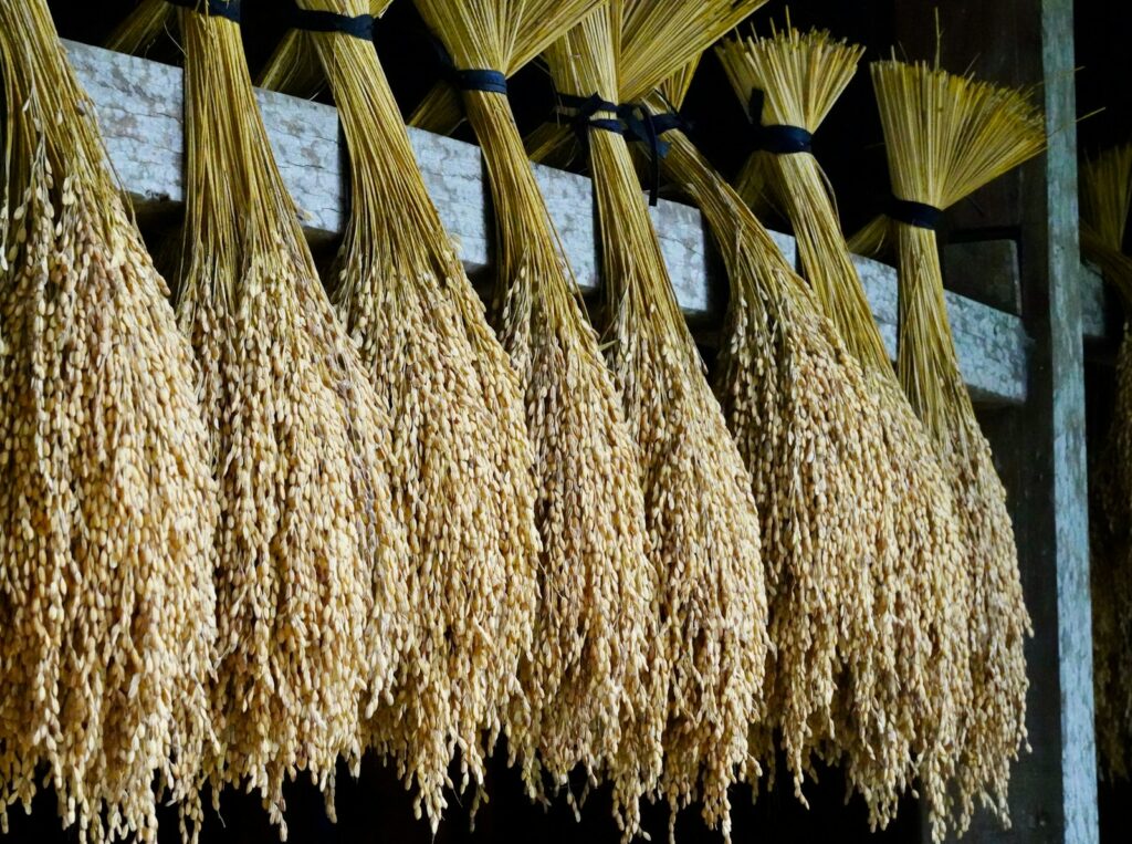 Rice is drying on racks in the image.