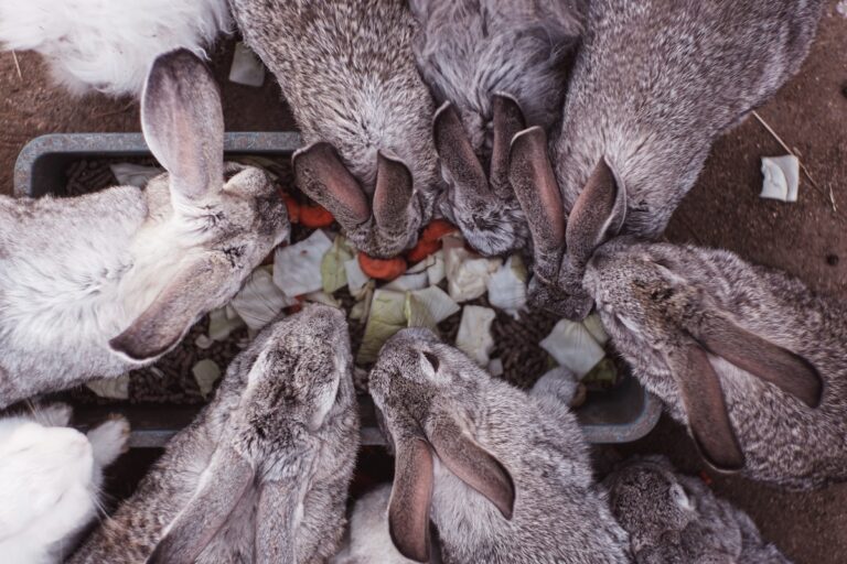 white and brown rabbit lot