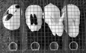 rabbits, cage, bunny, bunnies, fluffy, domestic, pet, pets, white, furry, gray rabbit, gray bunny