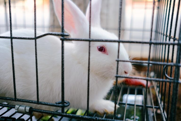 A cute white rabbit with pink eyes peering from a cage, showcasing its soft fur.