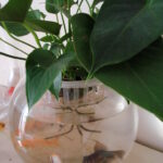 Container Gardening in Beijing