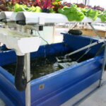 Aquaponics
